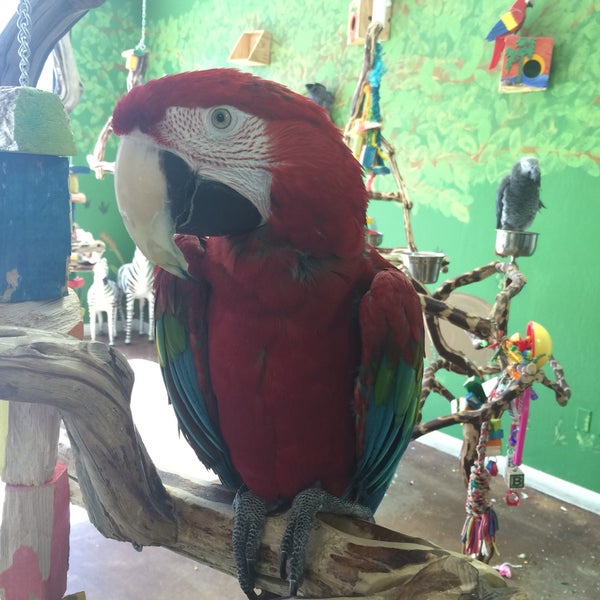 Tropical bird cheap store