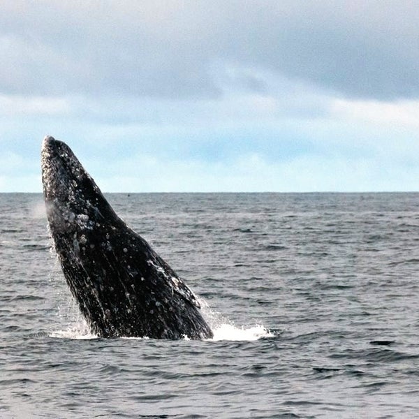 Снимок сделан в San Diego Whale Watch пользователем Eric N. 2/11/2014
