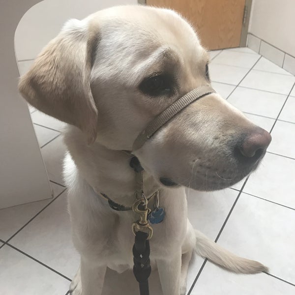 noah's emergency animal hospital