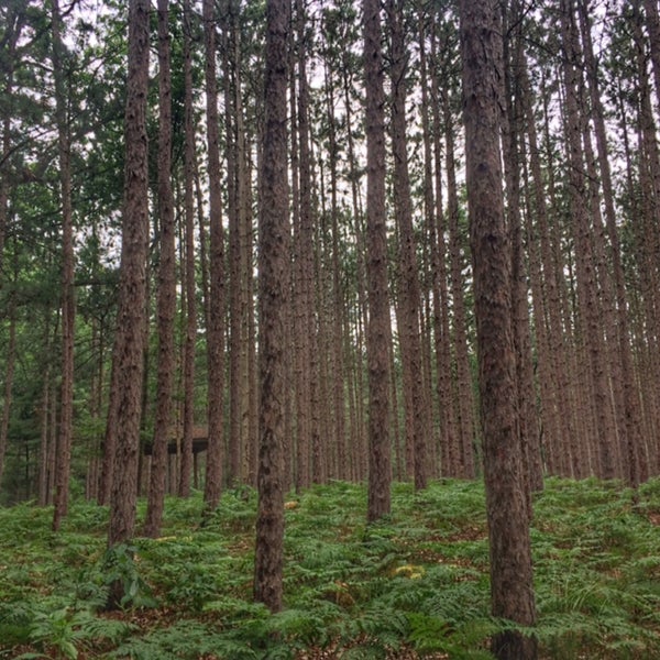 Blue Lake Fine Arts Camp 4 tips from 301 visitors