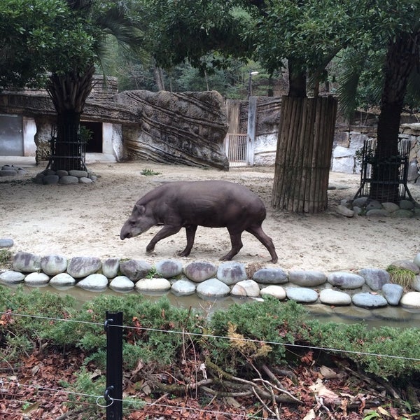 Fotos En 東山動物園 ブラジルバク 千種区 0 Tips