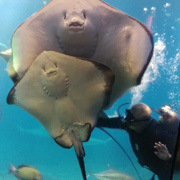 6/14/2018にMisterEastlakeがMaui Ocean Center, The Hawaiian Aquariumで撮った写真