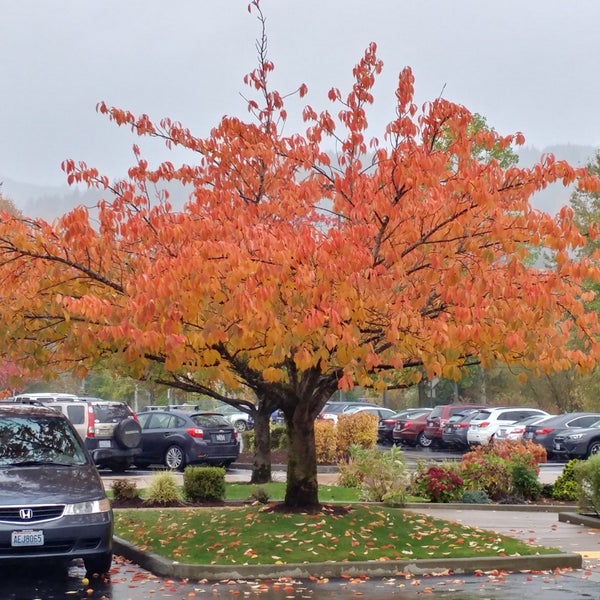 Photo taken at Issaquah Commons by MisterEastlake on 10/22/2019