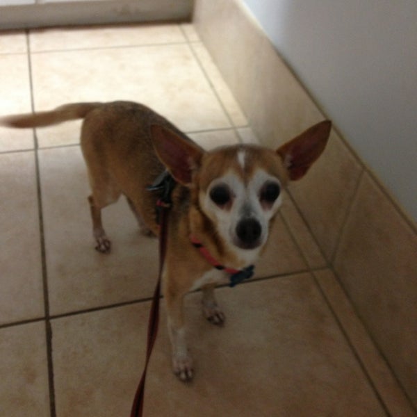 vca augustine loretto