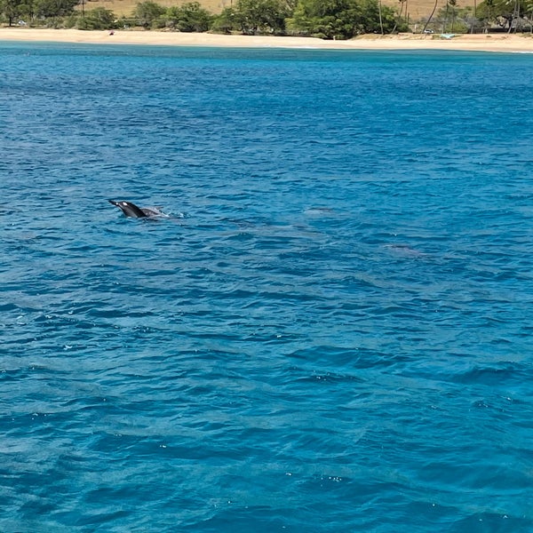 Снимок сделан в Ko&#39;olina Ocean Adventures | Swim With Dolphins Adventure! пользователем Christopher M. 5/18/2021