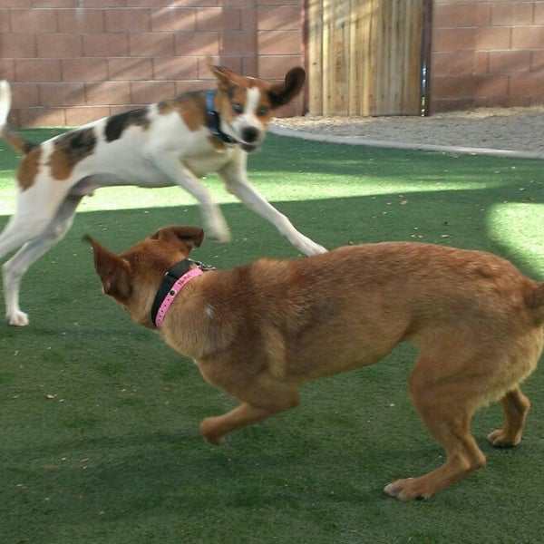 Foto tirada no(a) Arizona Animal Welfare League &amp; SPCA por www.PetFinder.com -. em 5/29/2013