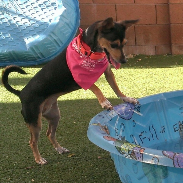 Foto tirada no(a) Arizona Animal Welfare League &amp; SPCA por www.PetFinder.com -. em 6/16/2013
