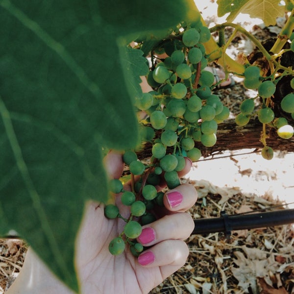 7/6/2014 tarihinde Erin L.ziyaretçi tarafından Menage a Trois Winery'de çekilen fotoğraf