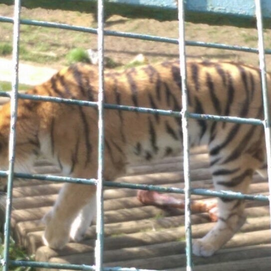 Foto scattata a Hertfordshire Zoo da Gemma A. il 4/2/2015