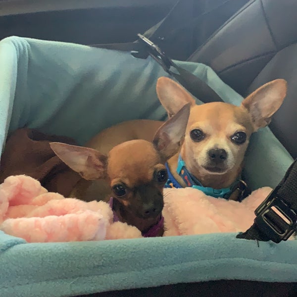 pet care express 43rd