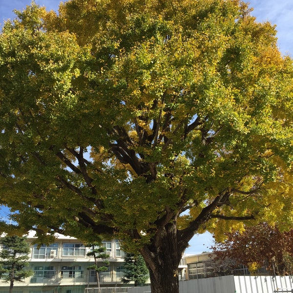 Photos At 市川市立市川小学校 26 Visitors
