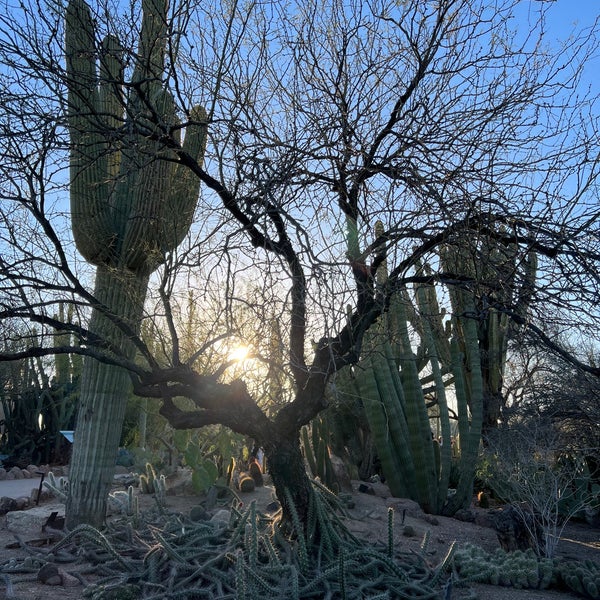 Foto scattata a Desert Botanical Garden da Liang S. il 2/12/2023