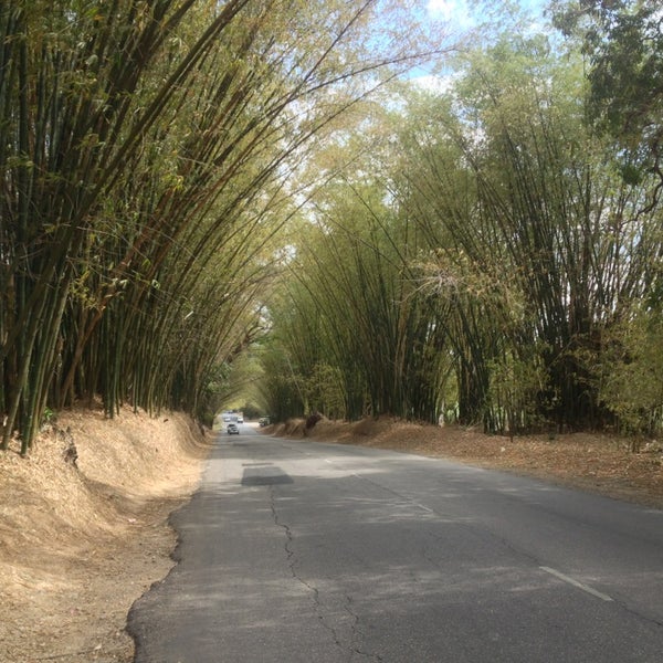 Holland Bamboo Other Great Outdoors