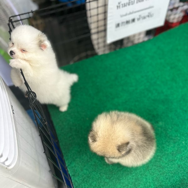 Puppy zone near me 2025