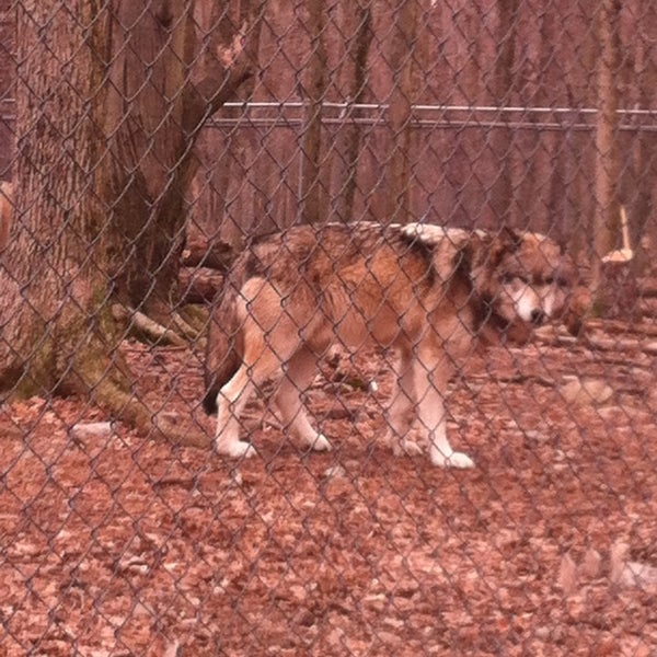 Photo taken at Camp Taylor &amp; Lakota Wolf Preserve by Taryn B. on 3/16/2013