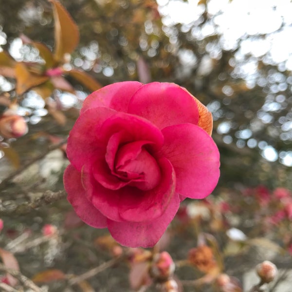 Photos At 奥郷の寒椿 獅子頭 千草6381