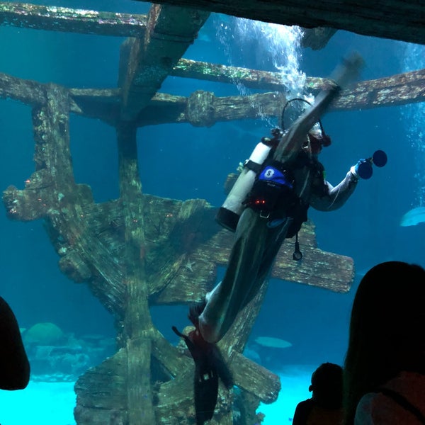 9/10/2019에 Sue W.님이 Shark Reef Aquarium에서 찍은 사진
