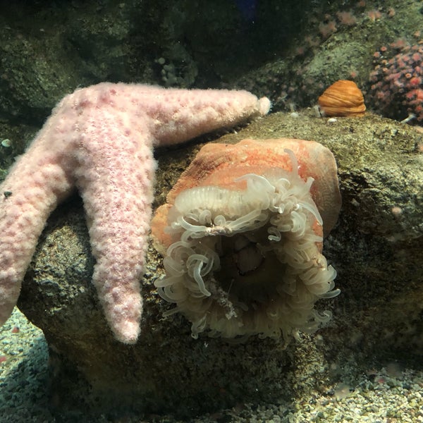 Photo taken at Shark Reef Aquarium by Sue W. on 9/10/2019