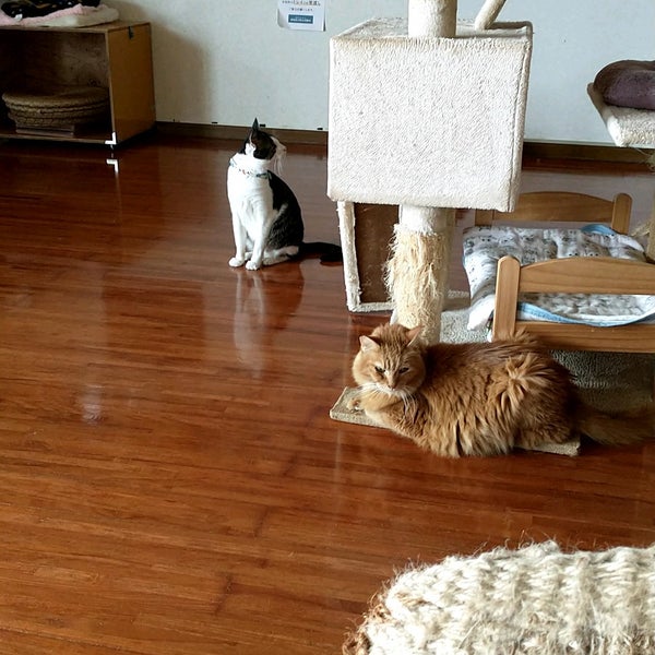 猫喫茶 毛玉 1 Tip From 25 Visitors 猫喫茶 毛玉 1 Tip From 25 Visitors