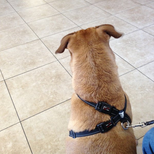 Photo taken at Alta Vista Veterinary Hospital by Whatsup C. on 3/23/2013