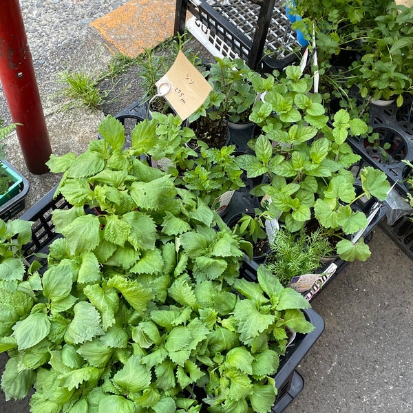 ユー花園 下北沢本店 Youkaen Floricultura