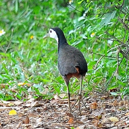 Photos At Warung Burung Mbak Gita Jl Irian Barat Pasar 7