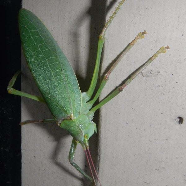 Tip Top Liquors And Wine IdlewildEast End Historic 182 visitors