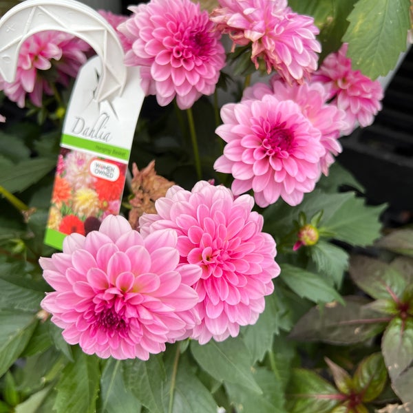 Giant Eagle Flowers New Castle Pa Best Flower Site