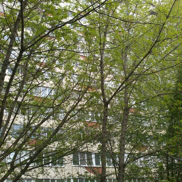 Воронеж, ул. Улица димитрова воронеж. 5 супермаркет. Пятью пять 9 января. Пятью пять 9 января.