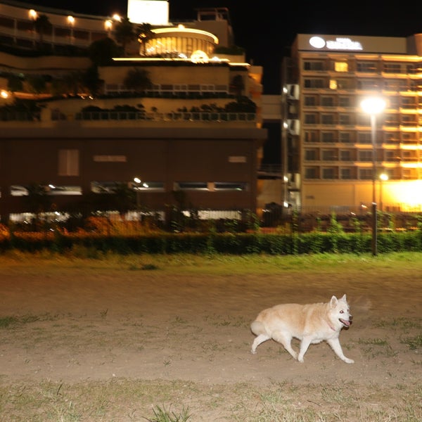 Photos At 浦安ドッグラン 2 Tips