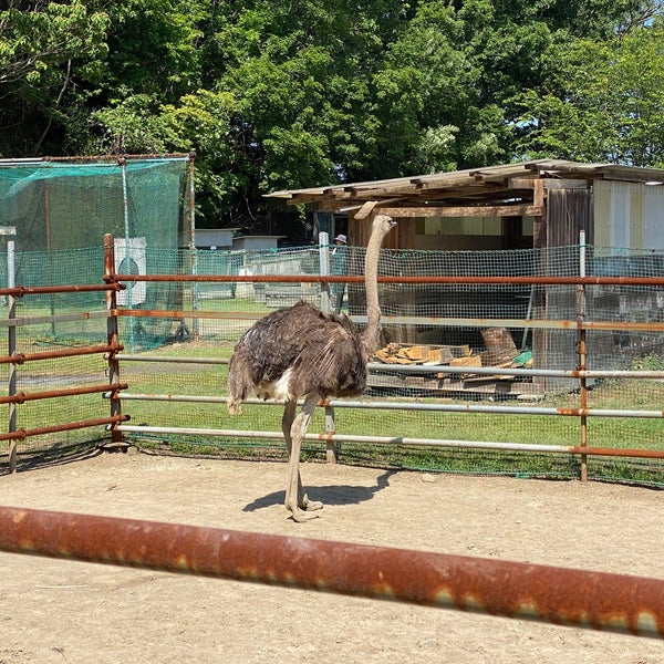 Photos At ダチョウ園 延岡市 宮崎県 Photos At ダチョウ園 延岡市 宮崎県