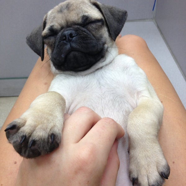 Petland carriage place hours cheap
