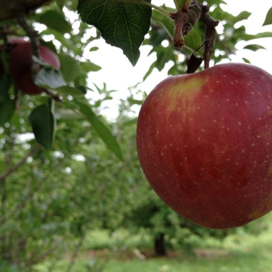 10/8/2012 tarihinde Mike M.ziyaretçi tarafından Applecrest Farm Orchards'de çekilen fotoğraf