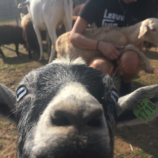 10/10/2017 tarihinde JoyLuvziyaretçi tarafından Leesburg Animal Park'de çekilen fotoğraf