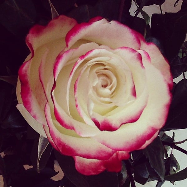 8/14/2013にRosas A.がRosas Amorosasで撮った写真