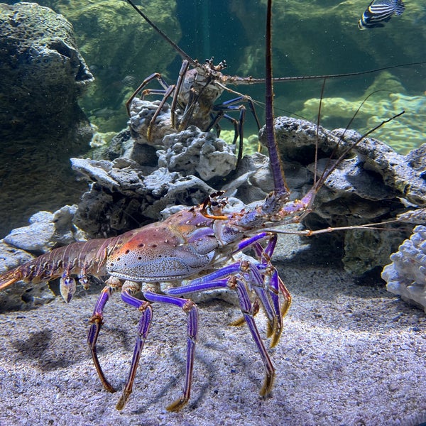 Photo taken at The Florida Aquarium by Jasmine on 1/29/2022