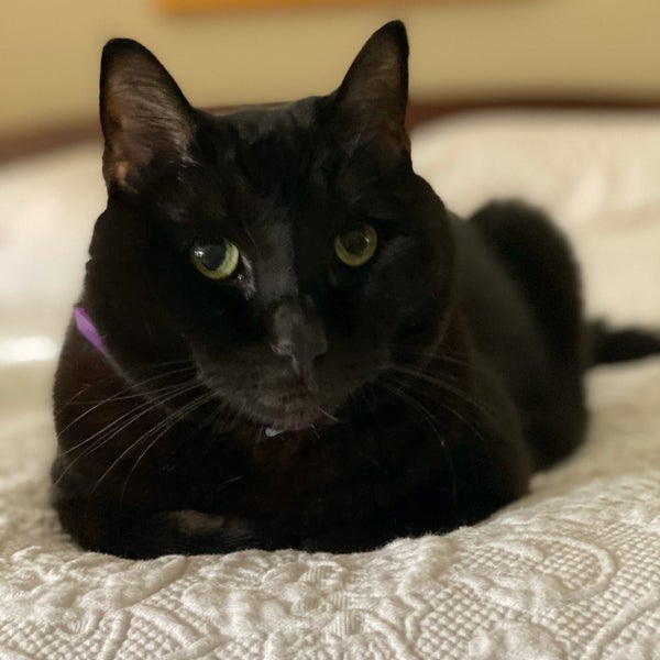 cat care hospital greensboro