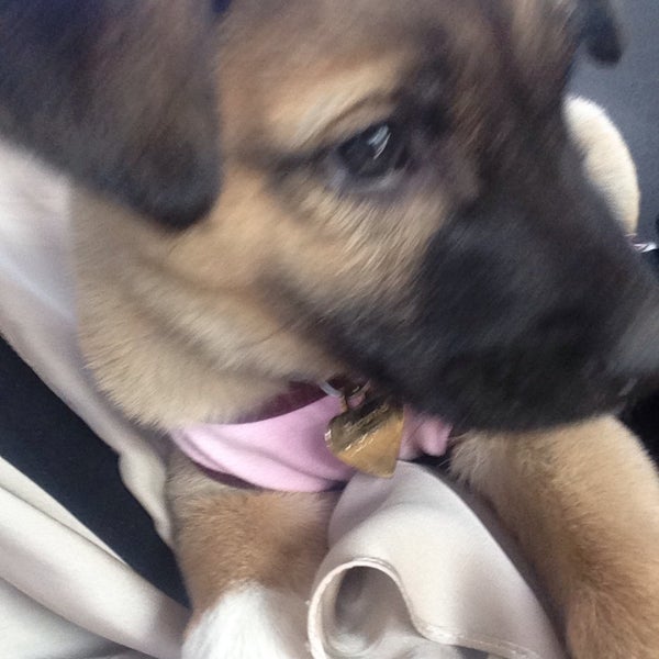 12/20/2014にSARAがJoon Veterinary Clinic &amp; Pet Shopで撮った写真