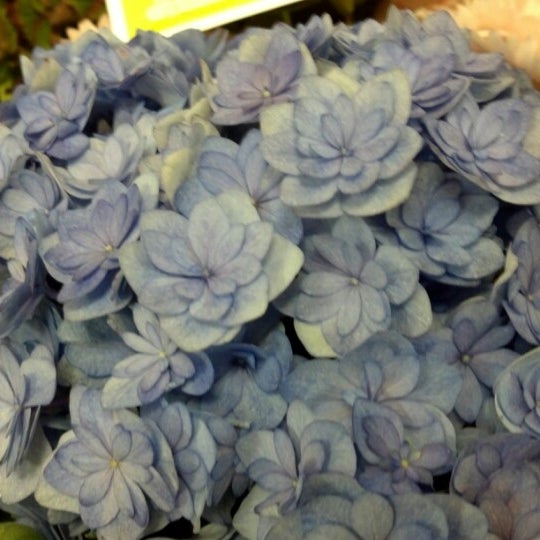 11/6/2012에 Ekaterina K.님이 AMF (flower delivery company) office에서 찍은 사진