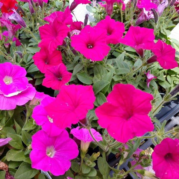 Ganim's Garden Center and Florist, LLC Fairfield, CT
