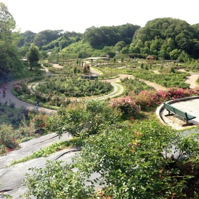花フェスタ記念公園 927 Ziyaretcidan 10 Tavsiye 花フェスタ記念公園 927 Ziyaretcidan 10 Tavsiye