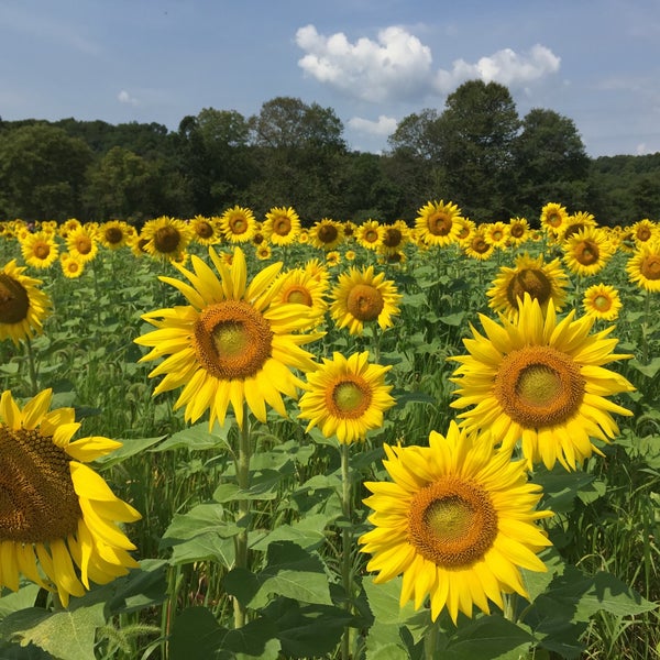 Photo taken at Sussex County Sunflower Maze by Neil K. on 8/29/2015
