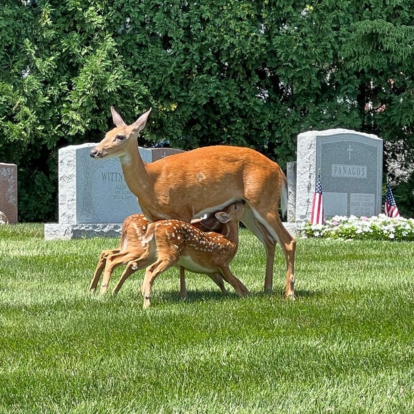 Fairview Cemetery Westfield, NJ