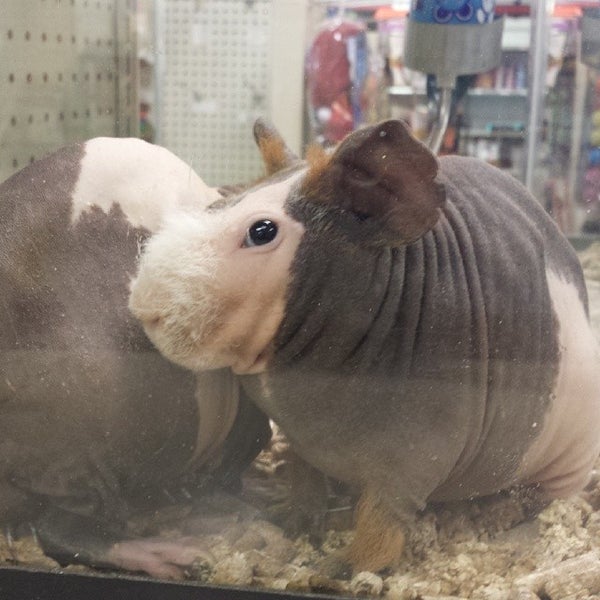 Terri s Aqualand Pet Center 3 tips