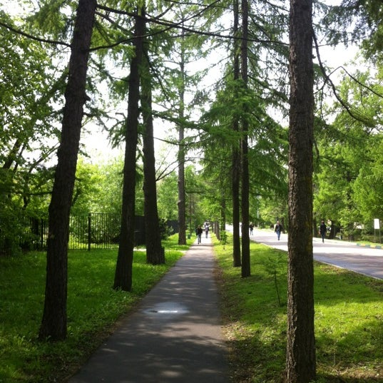 Лиственничная аллея. Лиственничная аллея североуральск. Лиственничная аллея. Лиственничная аллея. Лиственничная аллея.
