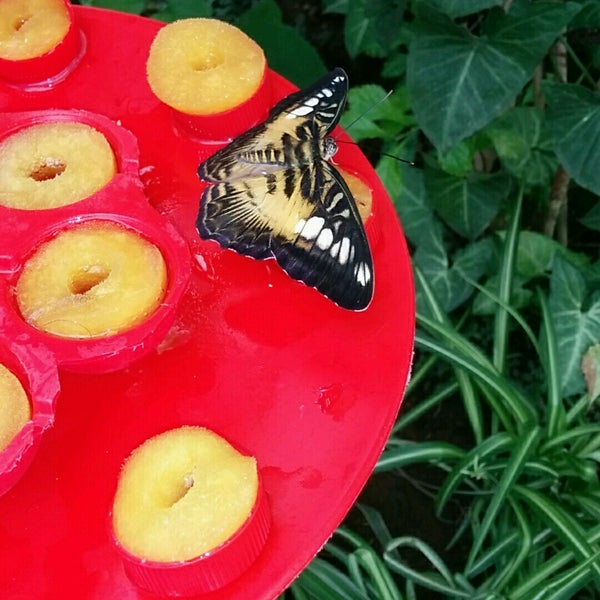 Photo taken at Mariposario de Benalmádena - Benalmadena Butterfly Park by Pedro👌 M. on 8/18/2016
