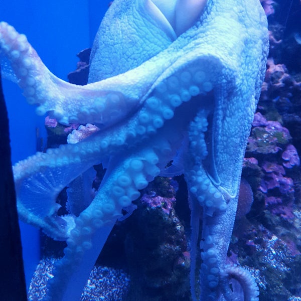 Photo taken at Maui Ocean Center, The Hawaiian Aquarium by Chris on 8/29/2016