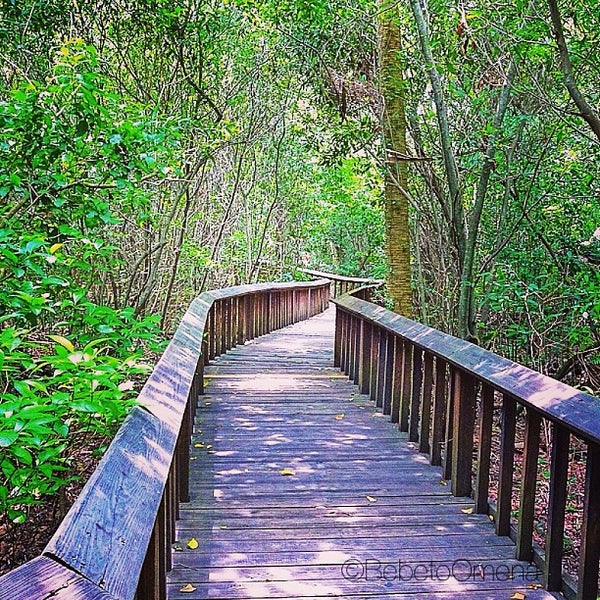 gumbo-limbo-nature-center-northeast-boca-raton-30-tips