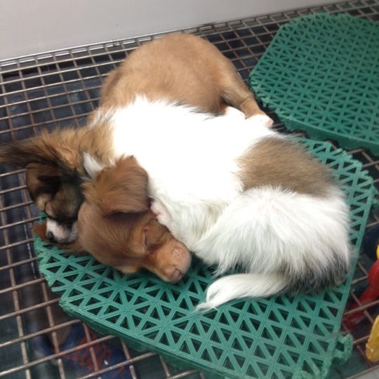 Photo taken at Petland Kennesaw by Zachary K. on 11/18/2012