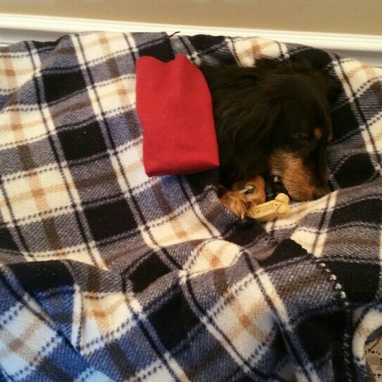 pet heaven funeral home